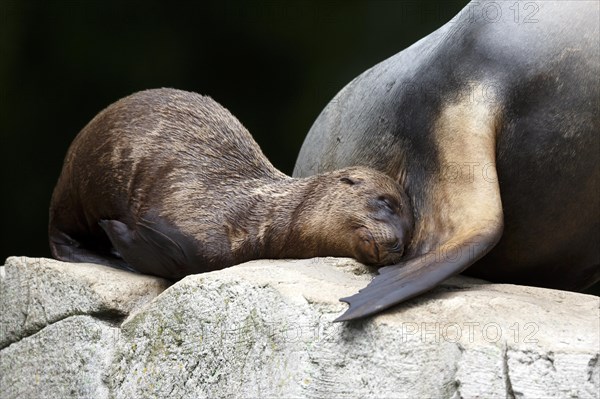 California sea lion (Zalophus californianus), An adult sea lion and a juvenile showing love and bonding while cuddling on a rock