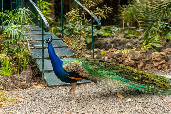 Indian male peacock walking on the ground next to palm trees in a botanical garden