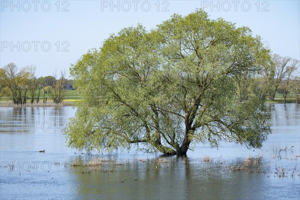 Willow (Salix) standing in the water, Elbe meadows, floodplain landscape, UNESCO Biosphere Reserve River Landscape ELBE, Mecklenburg-Western Pomerania, Germany, Europe