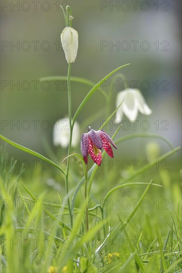 Charming chequerboard flower, spring, Germany, Europe