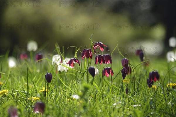 Enchanting chequerboard flowers, April, Germany, Europe