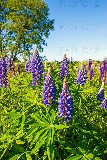 Purple colored Large-leaved lupine (Lupinus polyphyllus) in bloom on a meadow, a invasiv art in the nature