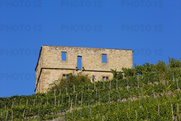 Yburg, Y-Burg, Yberg, Eibenburg, ruins of a hillside castle, historic building, built in the early 14th century, excursion destination, vineyard, Stetten vineyards, plants, Kernen im Remstal, Rems-Murr-Kreis, Baden-Wuerttemberg, Germany, Europe