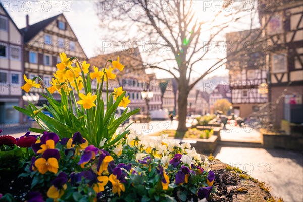 Spring flowers in the foreground with historic half-timbered houses in the sun, Calw, Black Forest, Germany, Europe