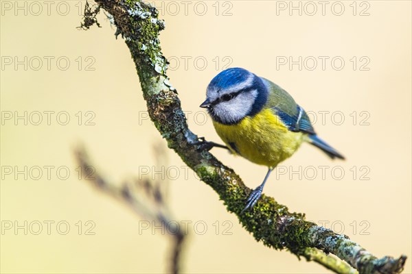 Blue Tit, Cyanistes Caeruleus, bird in forest at winter time