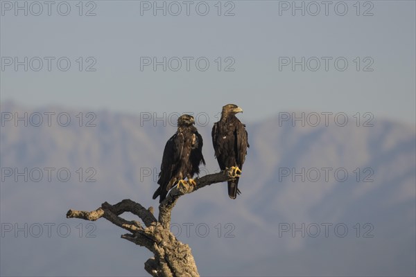 Iberian Eagle, Spanish Imperial Eagle (Aquila adalberti), Extremadura, Castilla La Mancha, Spain, Europe