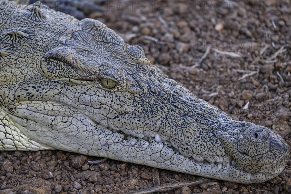 Nile crocodile (Crocodylus niloticus) Mziki Private Game Reserve, North West Province, South Africa, Africa