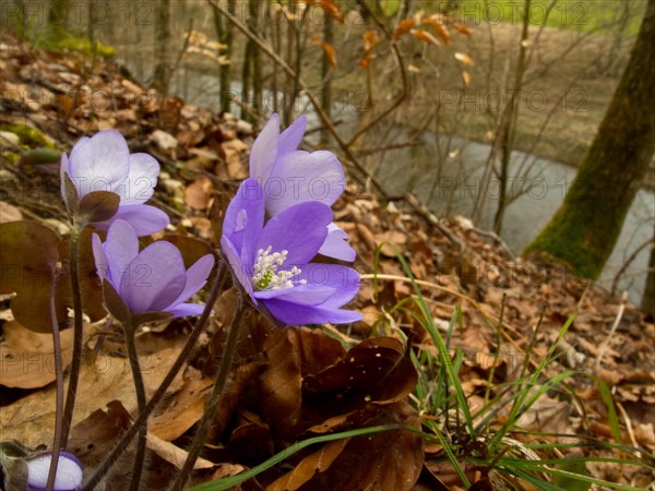 Liverwort on the banks of the Upper Danube, Hepatica nobilis, Amtenhauser Tal near Immendingen, Tuttlingen district, Baden-Wuerttemberg, Germany, Europe