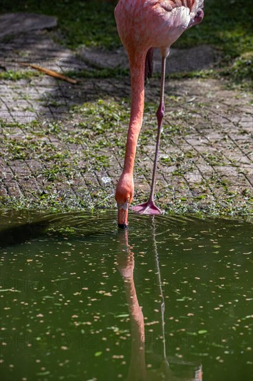 Portrait of a flamingo. Beautiful shot of the animals in the forest on Guadeloupe, Caribbean, French Antilles