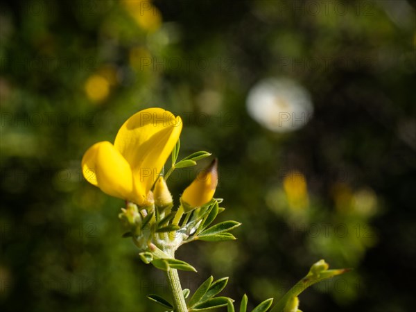 Common gorse (Ulex europaeus), Costa Smeralda, Sardinia, Italy, Europe