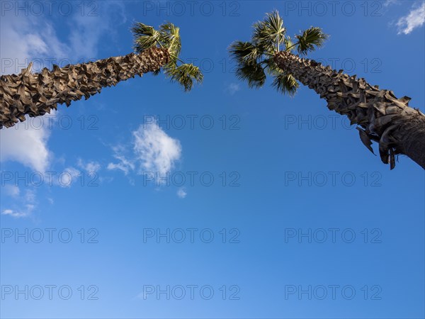 Palm trees, Fausto Noce Park, Olbia, Sardinia, Italy, Europe