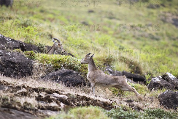 Nilgiri tahr (Nilgiritragus hylocrius, until 2005 Hemitragus hylocrius) or endemic goat species in Eravikulam National Park, adult and young, Kannan Devan Hills, Munnar, Kerala, India, Asia