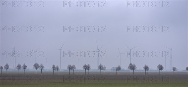 Young tree avenue and wind turbines on the motorway, Thuringia, Germany, Europe