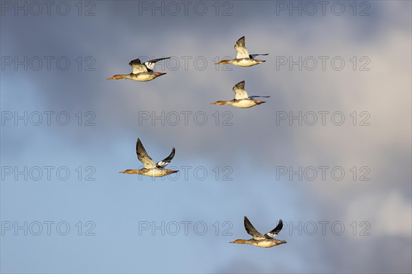 Red-breasted Merganser (Mergus serrator), small flock in flight, Laanemaa, Estonia, Europe