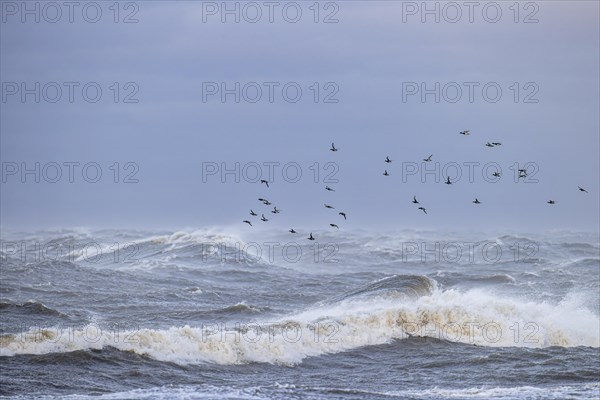 Greater scaup (Aythya marila), small flock in flight over turbulent sea, Laanemaa, Estonia, Europe