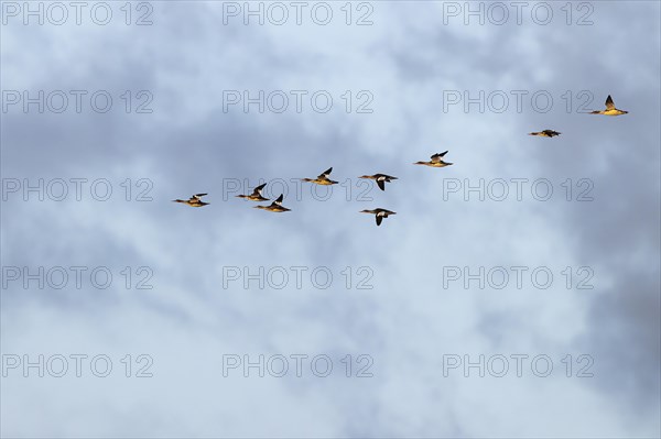 Red-breasted Merganser (Mergus serrator), small flock in flight, Laanemaa, Estonia, Europe