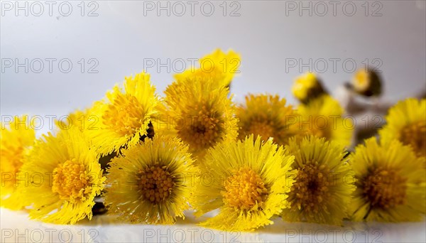 Close-up of fresh yellow coltsfoot flowers, medicinal plant coltsfoot, Tussilago farfara, KI generated, AI generated