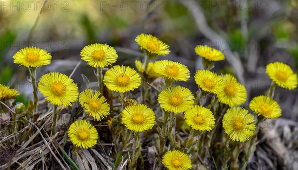 Several bright yellow flowers grow from the green grass, medicinal plant coltsfoot, Tussilago farfara, KI generated, AI generated