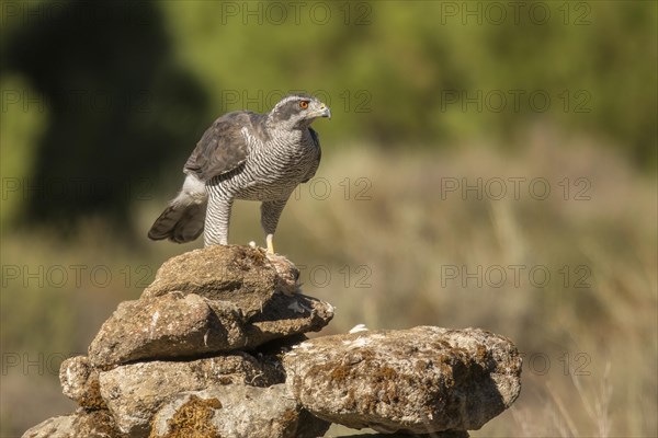 Northern goshawk (Accipiter gentilis), Extremadura, Castilla La Mancha, Spain, Europe