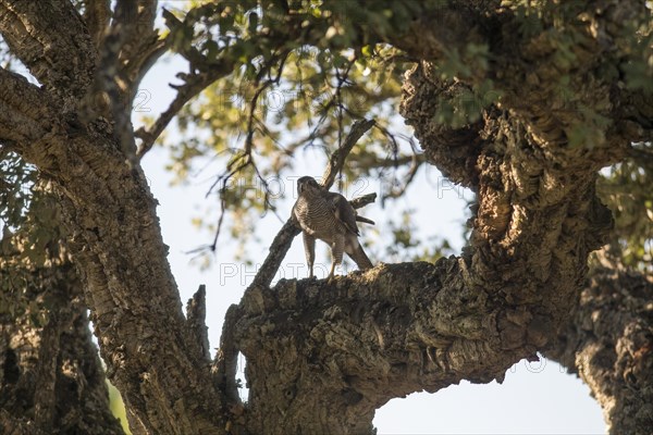 Northern goshawk (Accipiter gentilis) male, Extremadura, Castilla La Mancha, Spain, Europe