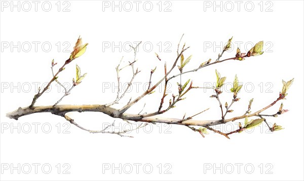 Tree sprout with coins growing from its buds, watercolor illustration on white background AI generated