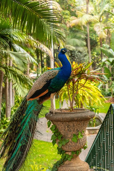 Detail of an Indian male peacock perched on an avocado in a public garden