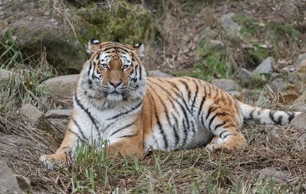 Siberian tiger (Panthera tigris altaica) lying on the ground, captive, Germany, Europe