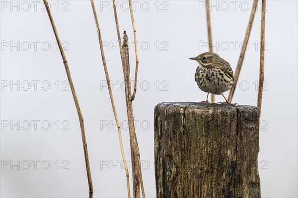 Raps (Anthus pratensis), Lower Saxony, Germany, Europe