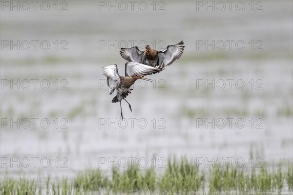 Black-tailed godwits (Limosa limosa), fighting, Lower Saxony, Germany, Europe