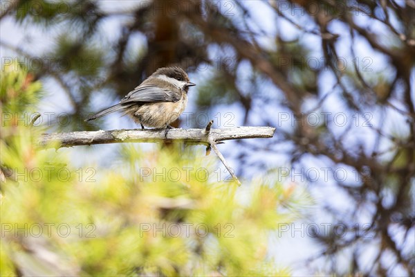 Grey-headed chickadee (Parus cinctus), Ovre Pasvik National Park, Sor-Varanger, Finnmark, Norway, Europe