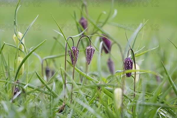 Charming chequerboard flower, spring, Germany, Europe