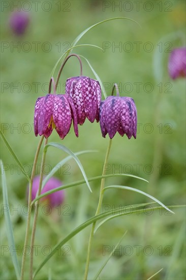 Charming chequerboard flower, spring, Germany, Europe