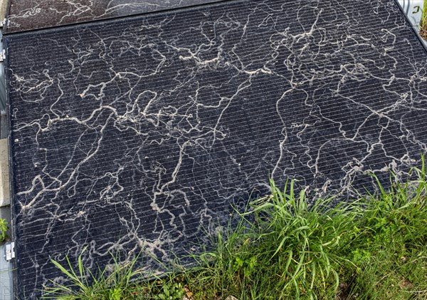 Sahara dust on a solar module, solar panel, a balcony system on a green roof, Braunschweig, Lower Saxony, Germany, Europe