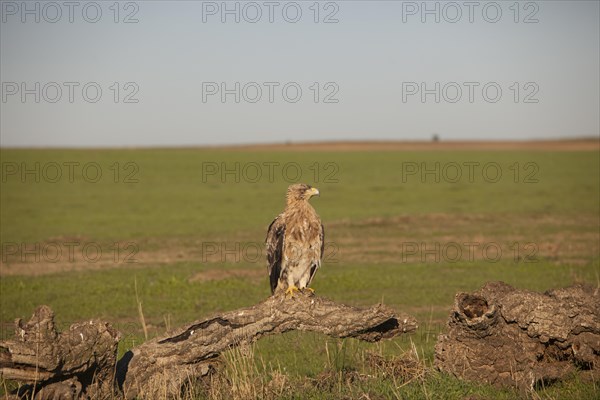 Juvenile Iberian Eagle, Spanish Imperial Eagle (Aquila adalberti) and european magpie (Pica pica), Extremadura, Castilla La Mancha, Spain, Europe