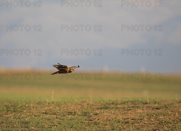 Western marsh-harrier (Circus aeruginosus), Extremadura, Castilla La Mancha, Spain, Europe