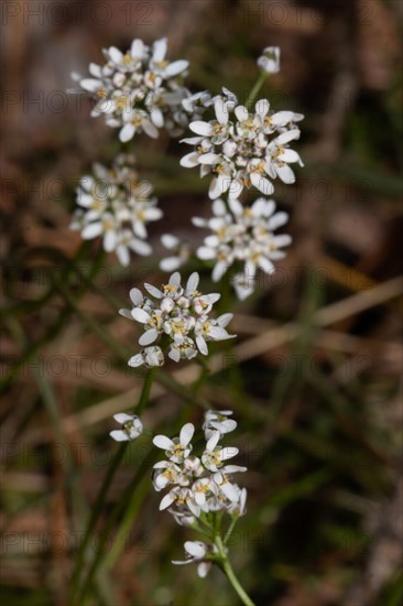 Farmer's mustard a few open white flowers on top of each other