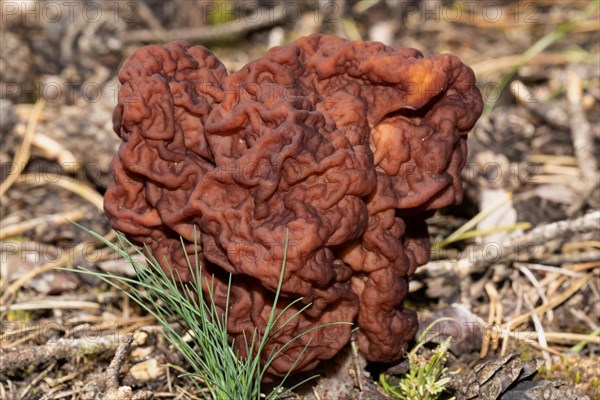 Spring Lorikeet maroon brain-like fruiting body in needle litter