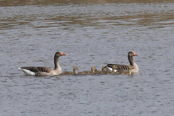 Greylag goose two adults with five young birds swimming in blue water on the right