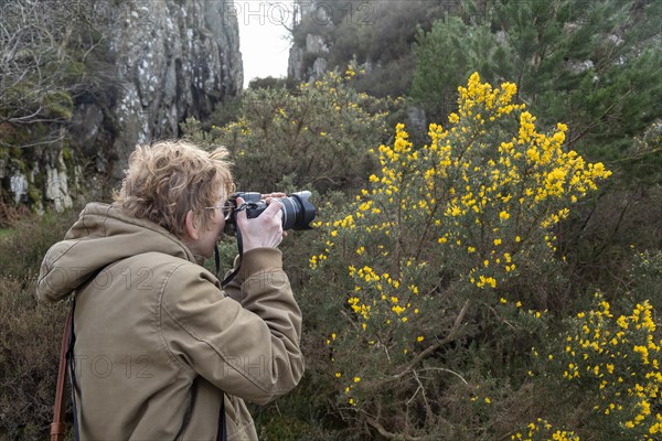 Woman photographing gorse, LLyn Idwal footpath, Snowdonia National Park near Pont Pen-y-benglog, Bethesda, Bangor, Wales, Great Britain