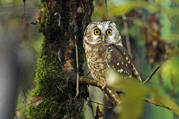 Tengmalm's owl (Aegolius funereus), owl, captive