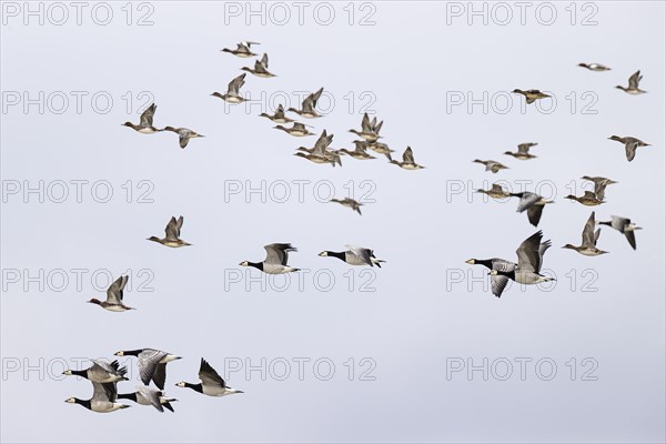 Barnacle goose (Branta leucopsis) and wigeon (Anas penelope), mixed flock in flight, Laanemaa, Estonia, Europe