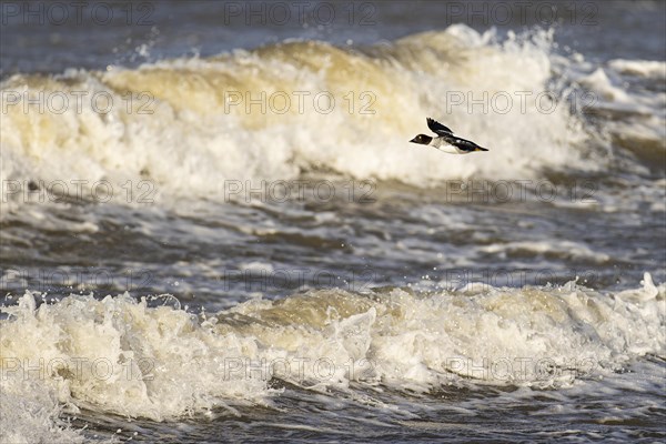 Common goldeneye (Bucephala clangula), adult female in flight in front of a turbulent lake, Laanemaa, Estonia, Europe