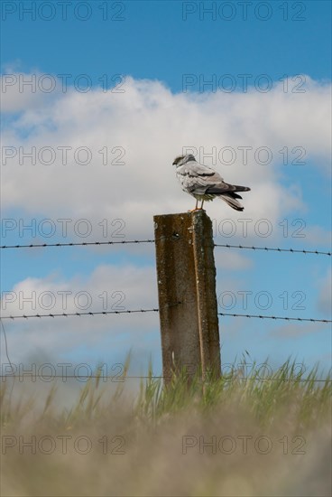 Montagu's harrier (Circus pygargus), male on the perch of a pasture fence, Extremadura, Spain, Europe