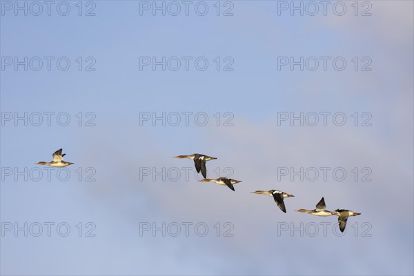 Red-breasted Merganser (Mergus serrator), small flock in flight, Laanemaa, Estonia, Europe