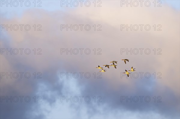 Red-breasted Merganser (Mergus serrator), small flock in flight, Laanemaa, Estonia, Europe