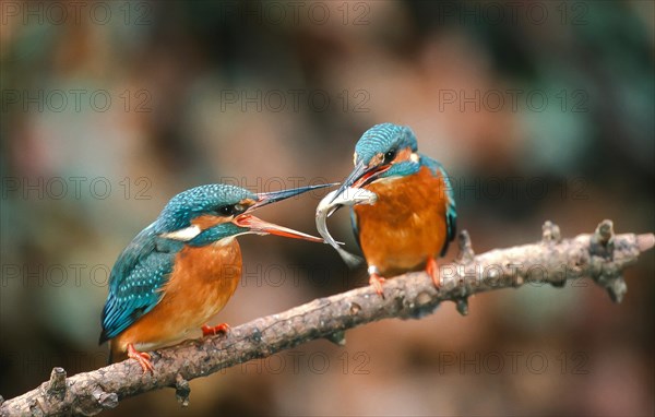 Common kingfisher (Alcedo atthis) male handing over a fish to the female during the mating season in spring, North Rhine-Westphalia, Germany, Europe