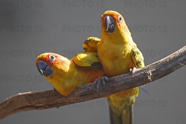 Sun conure (Aratinga solstitialis), Two parrots on a branch looking attentively in different directions