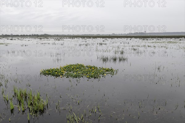 Marsh marigolds (Caltha palustris) in a wet meadow, Lower Saxony, Germany, Europe