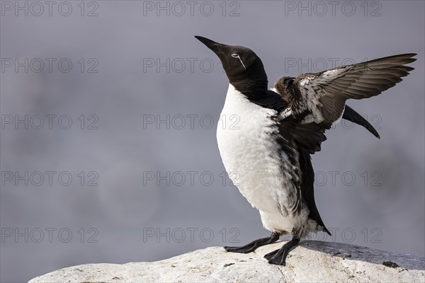 Common guillemot (Uria aalge) with closed nictitating membrane flapping its wings, Hornoya Island, Vardo, Varanger, Finnmark, Norway, Europe