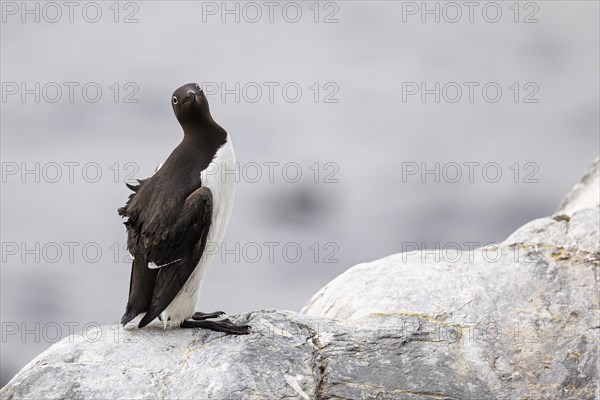 Common guillemot (Uria aalge) looking up to the sky, Hornoya Island, Vardo, Varanger, Finnmark, Norway, Europe